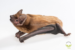 Abendsegler (Nyctalus noctula)