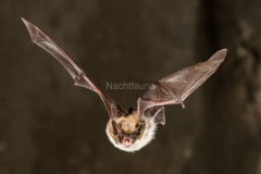 Bartfledermaus (Myotis mystacinus)