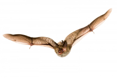 Bechsteinfledermaus (Myotis bechsteinii)