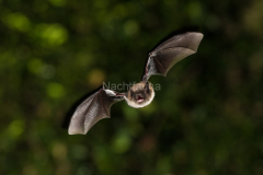 Brandtfledermaus (Myotis brandtii)