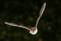 Brandtfledermaus (Myotis brandtii)