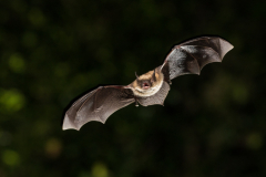 Brandtfledermaus (Myotis brandtii)