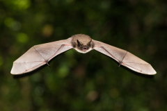 Brandtfledermaus (Myotis brandtii)