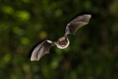 Brandtfledermaus (Myotis brandtii)