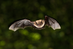 Brandtfledermaus (Myotis brandtii)