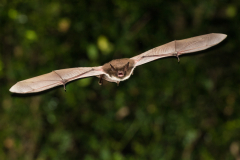 Brandtfledermaus (Myotis brandtii)