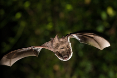 Brandtfledermaus (Myotis brandtii)