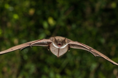 Brandtfledermaus (Myotis brandtii)