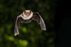 Brandtfledermaus (Myotis brandtii)