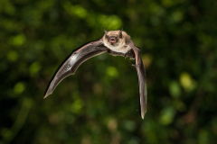 Brandtfledermaus (Myotis brandtii)