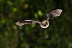 Brandtfledermaus (Myotis brandtii)