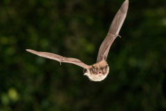 Brandtfledermaus (Myotis brandtii)