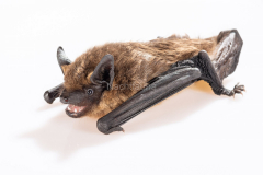 Breitflügelfledermaus (Eptesicus serotinus)