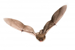 Fransenfledermaus (Myotis nattereri)