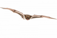 Fransenfledermaus (Myotis nattereri)