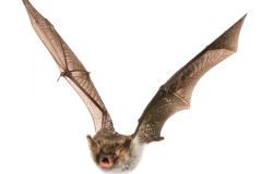 Fransenfledermaus (Myotis nattereri)