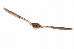 Fransenfledermaus (Myotis nattereri)