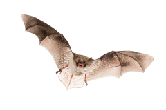 Fransenfledermaus (Myotis nattereri)