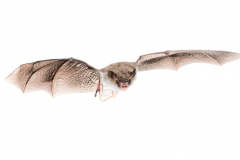 Fransenfledermaus (Myotis nattereri)