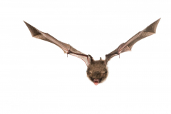 Fransenfledermaus (Myotis nattereri)