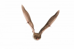 Fransenfledermaus (Myotis nattereri)