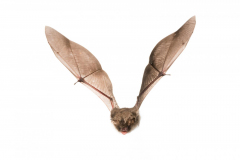 Fransenfledermaus (Myotis nattereri)