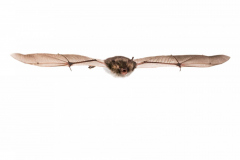 Fransenfledermaus (Myotis nattereri)