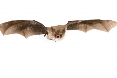 Fransenfledermaus (Myotis nattereri)