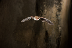 Fransenfledermaus (Myotis nattereri)