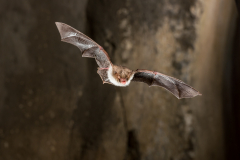 Fransenfledermaus (Myotis nattereri)