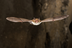 Fransenfledermaus (Myotis nattereri)