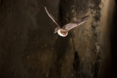 Fransenfledermaus (Myotis nattereri)