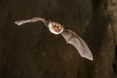 Fransenfledermaus (Myotis nattereri)