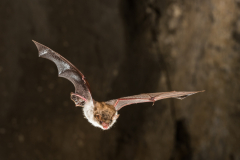 Fransenfledermaus (Myotis nattereri)