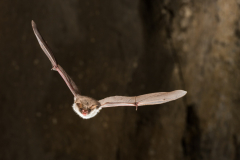 Fransenfledermaus (Myotis nattereri)