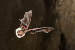 Fransenfledermaus (Myotis nattereri)