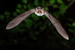 Fransenfledermaus (Myotis nattereri)