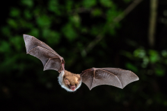 Fransenfledermaus (Myotis nattereri)