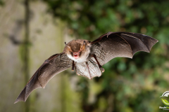 20220920_Fransenfledermaus_Myotis-nattereri_Christian-Giese_DSC_5767