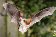 20220920_Fransenfledermaus_Myotis-nattereri_Christian-Giese_DSC_5768