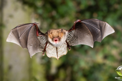 20220920_Fransenfledermaus_Myotis-nattereri_Christian-Giese_DSC_5771