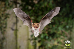 20220920_Fransenfledermaus_Myotis-nattereri_Christian-Giese_DSC_5775-Bearbeitet