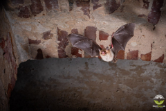 Fransenfledermaus (Myotis nattereri)