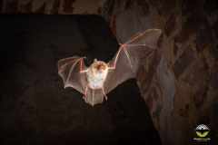 Fransenfledermaus (Myotis nattereri)