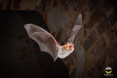 Fransenfledermaus (Myotis nattereri)