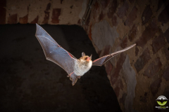 Fransenfledermaus (Myotis nattereri)