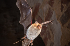 Fransenfledermaus (Myotis nattereri)