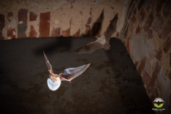 Fransenfledermaus (Myotis nattereri)