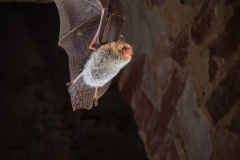 Fransenfledermaus (Myotis nattereri)