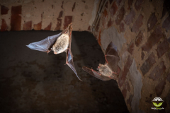 Fransenfledermaus (Myotis nattereri)